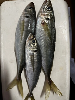 マアジの釣果