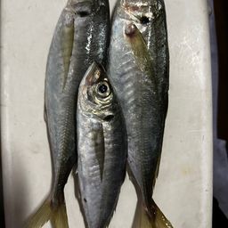 マアジ