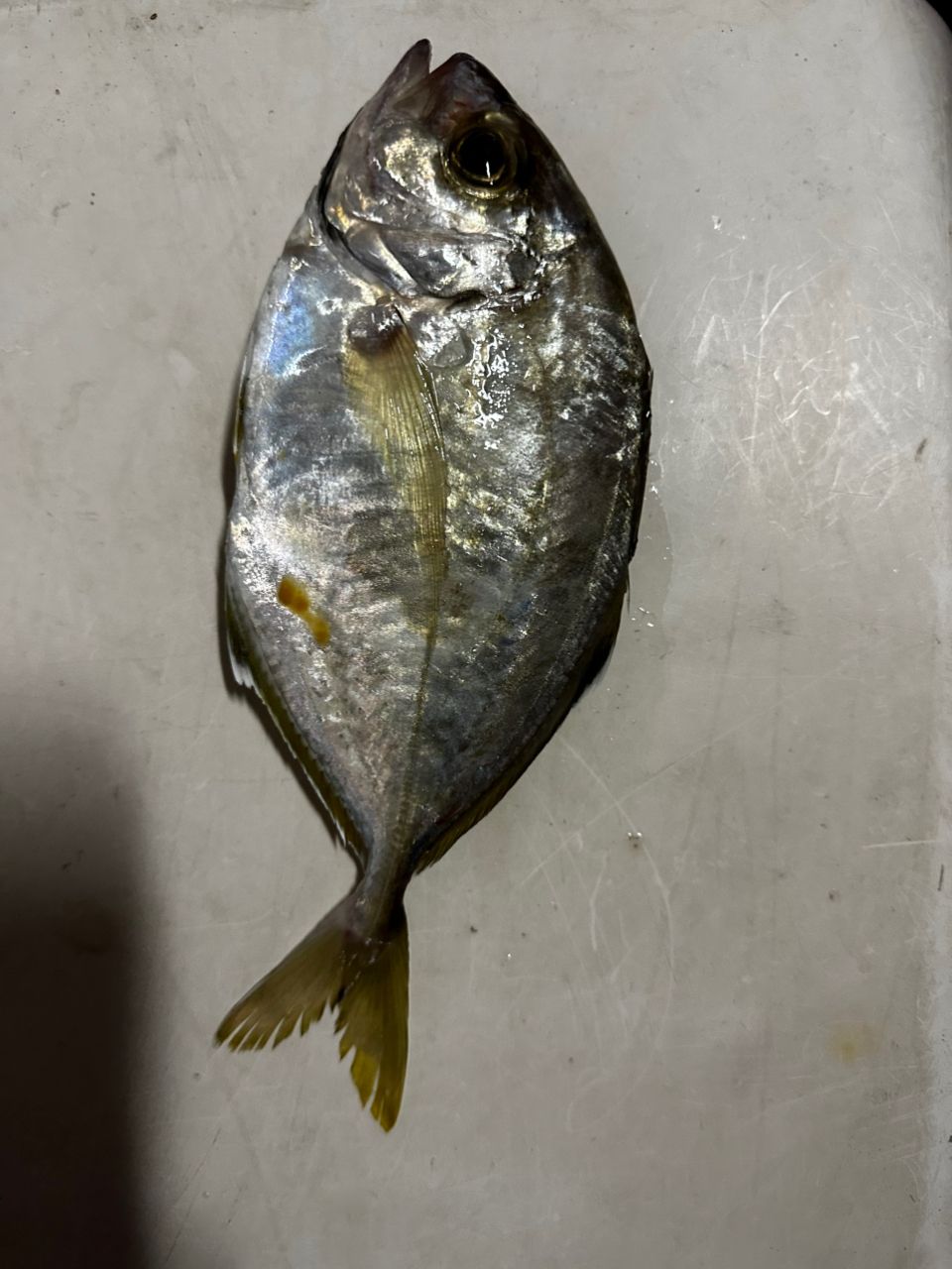 カイワリ