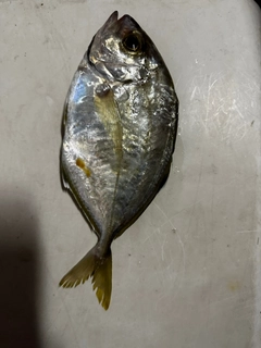 カイワリの釣果