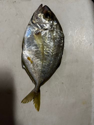 阿久根新港