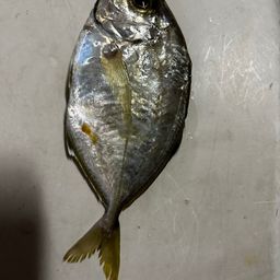 カイワリ