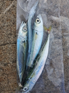サバの釣果