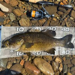 スモールマウスバス