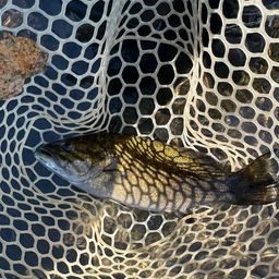 スモールマウスバス