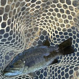 スモールマウスバス