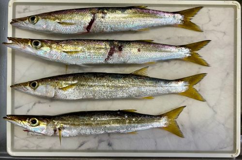 カマスの釣果