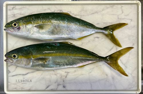 ツバスの釣果