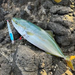 フクラギ