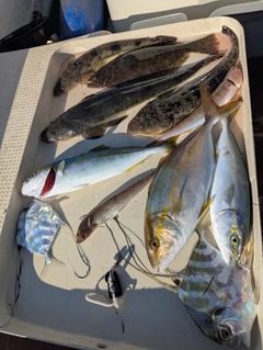 カンパチの釣果