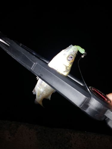 セイゴ（マルスズキ）の釣果