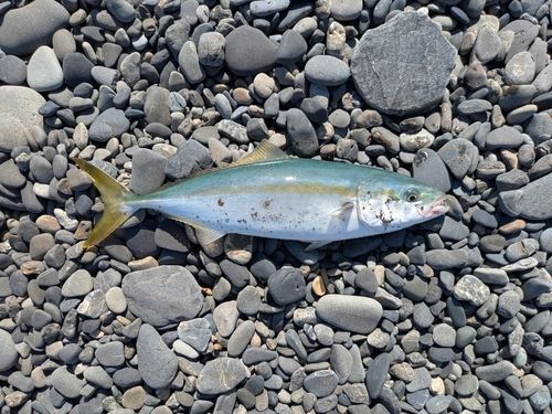 イナダの釣果