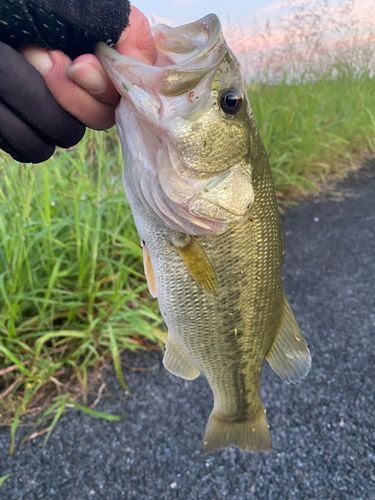 ラージマウスバスの釣果