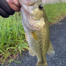 ラージマウスバス