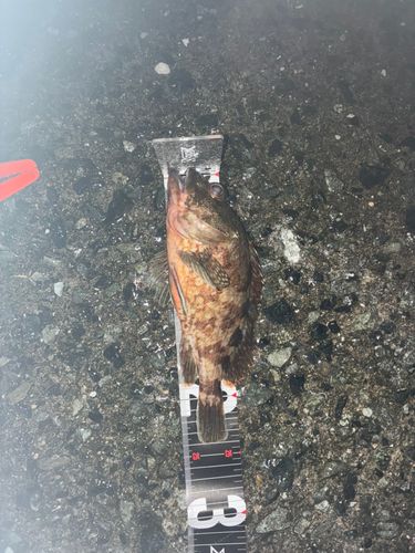 有明海