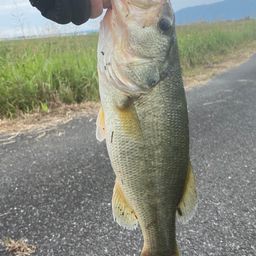 ラージマウスバス