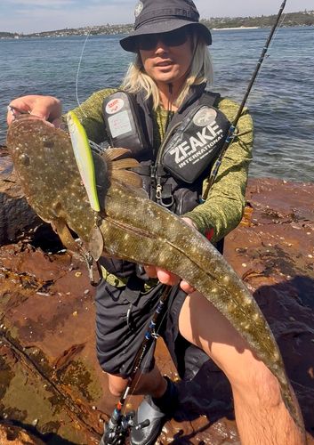マゴチの釣果