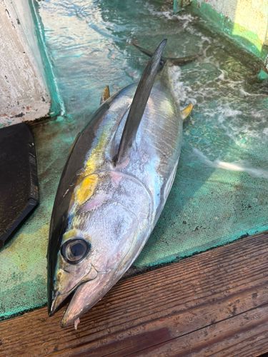 キハダマグロの釣果