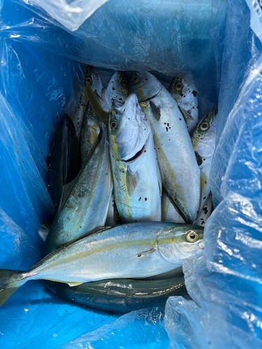 ワカシの釣果