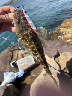 マゴチの釣果