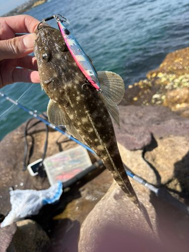 マゴチの釣果