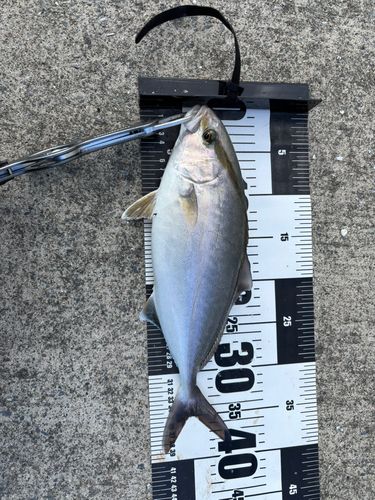 ショゴの釣果