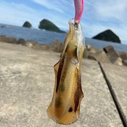 アオリイカ