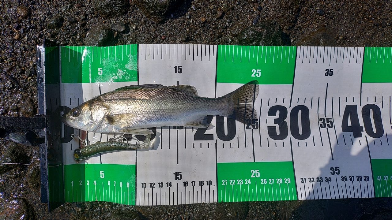 セイゴ（ヒラスズキ）