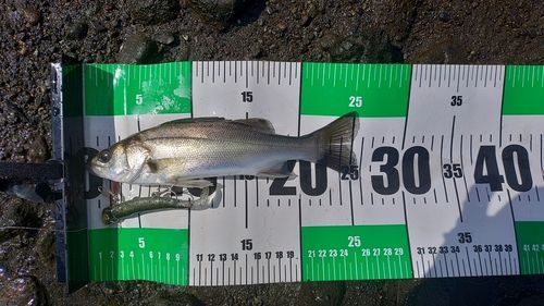 セイゴ（ヒラスズキ）の釣果
