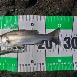 釣り人達(相模川) maxresdefault.jpg
