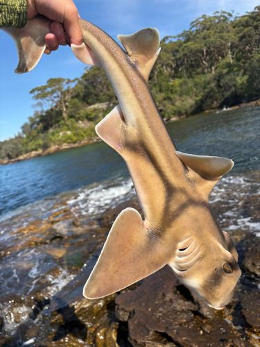 ネコザメの釣果