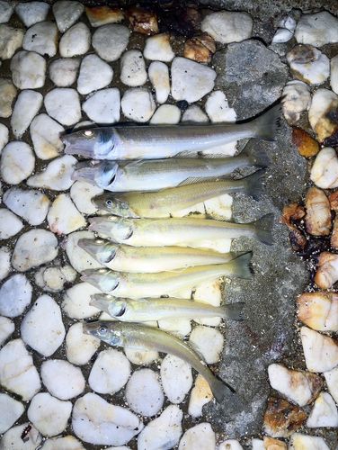 キスの釣果