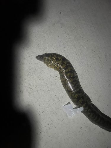 ウツボの釣果