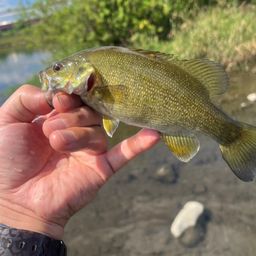 スモールマウスバス