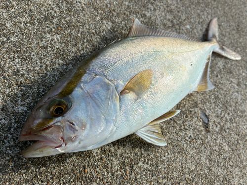 ショゴの釣果
