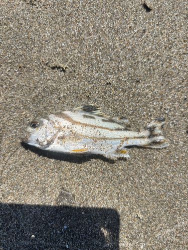 コトヒキの釣果