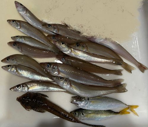 シロギスの釣果