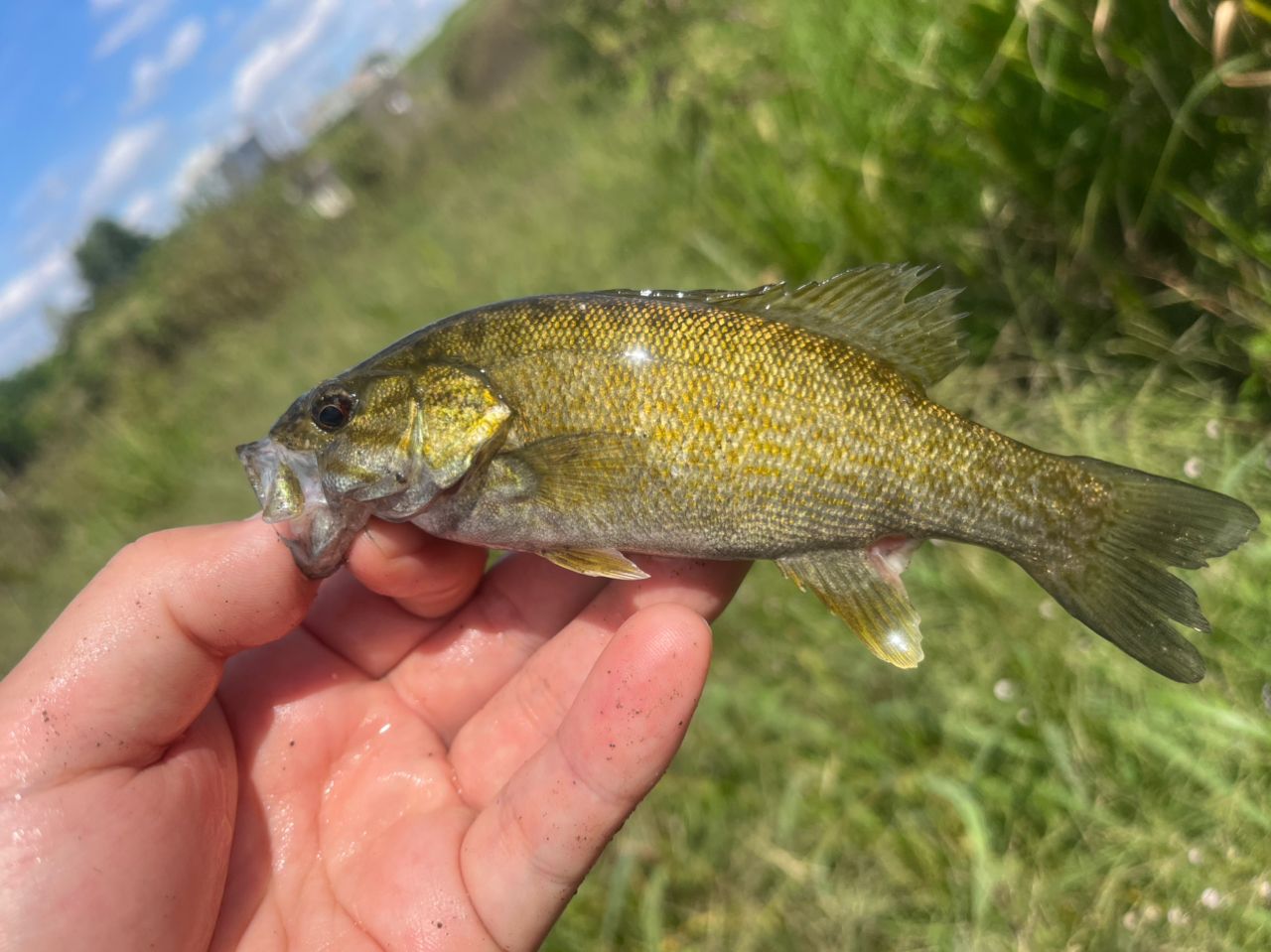 スモールマウスバス