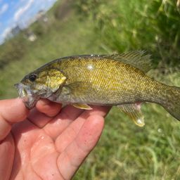 スモールマウスバス