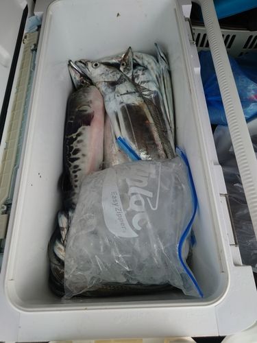 タチウオの釣果