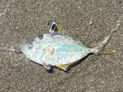 ヒイラギの釣果