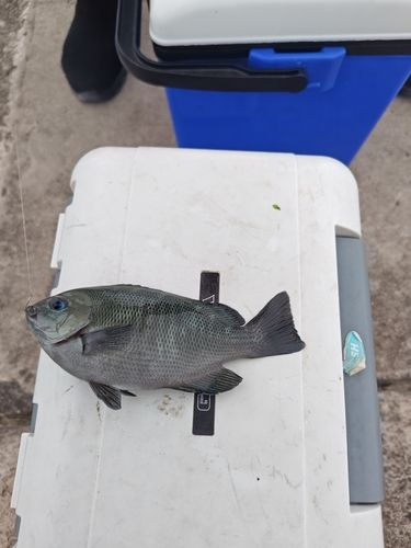 グレの釣果
