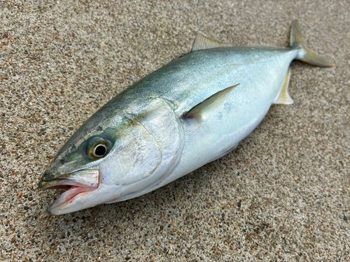ワカシの釣果