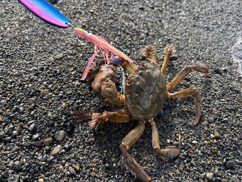 モクズガニの釣果