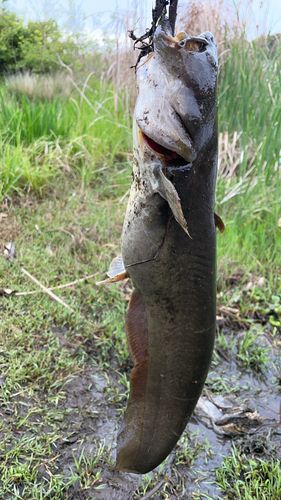 ナマズの釣果