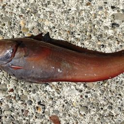 エゾイソアイナメ