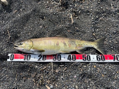 シロザケの釣果