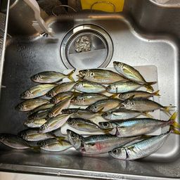 アジ