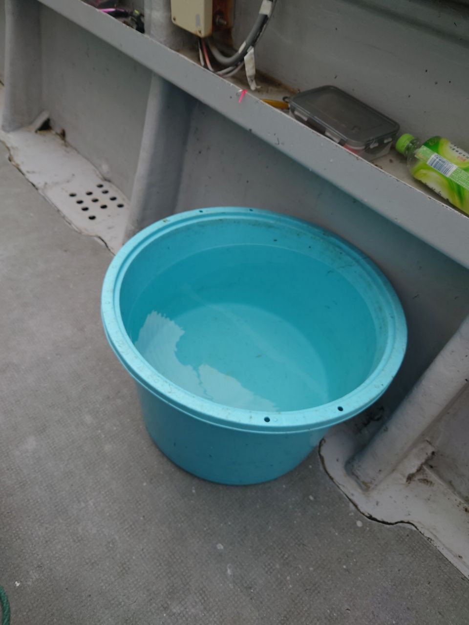 ベラ