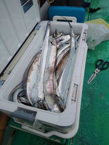 タチウオの釣果
